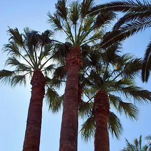 Les Palmeres España